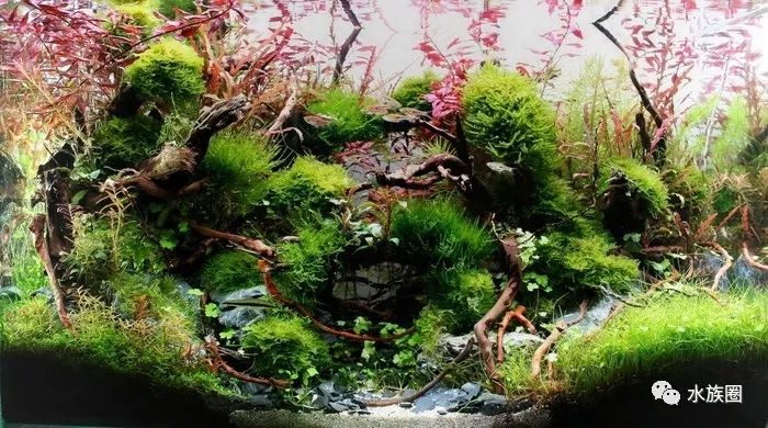 匈牙利hac水草造景大赛2019年度小缸组获奖作品赏析