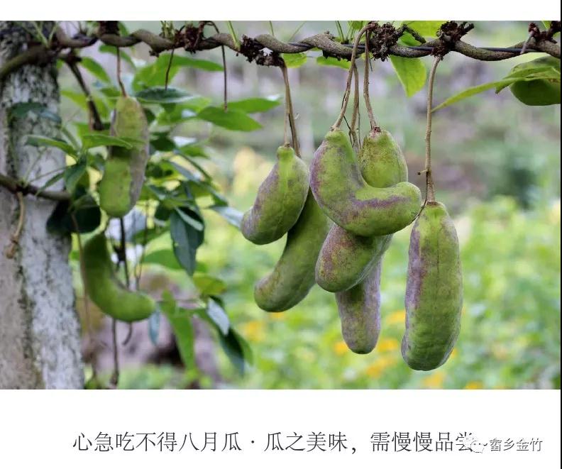 金竹山上的八月瓜熟了快来品尝小时候的味道吧