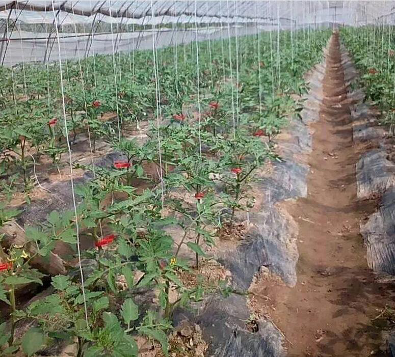 番茄吊蔓需要注意的问题