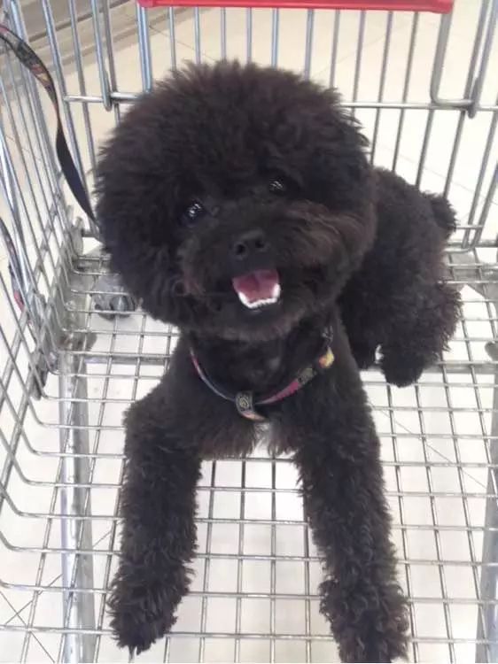 主人嫌弃它是黑色比熊竟把出生7天的狗崽随意丢掉结果