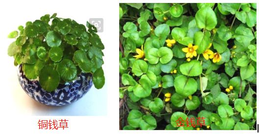 这种在农村随处可见的野草居然是价值千金的化石丹