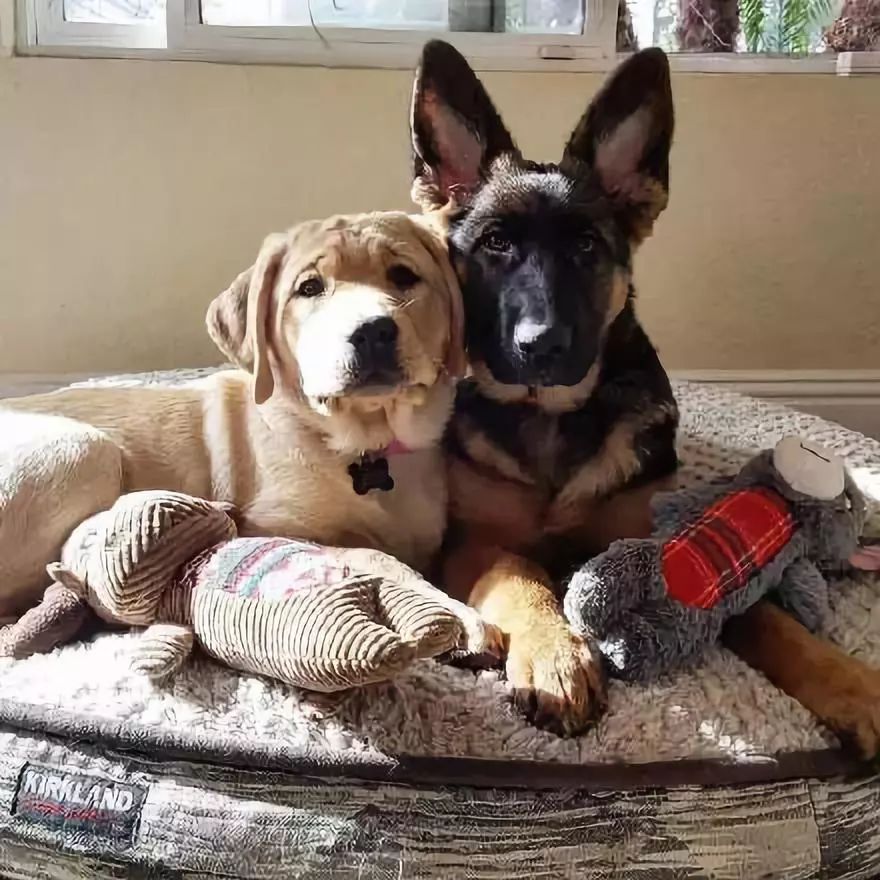 拉布拉多和德牧从小一起长大,姐妹情让人羡慕