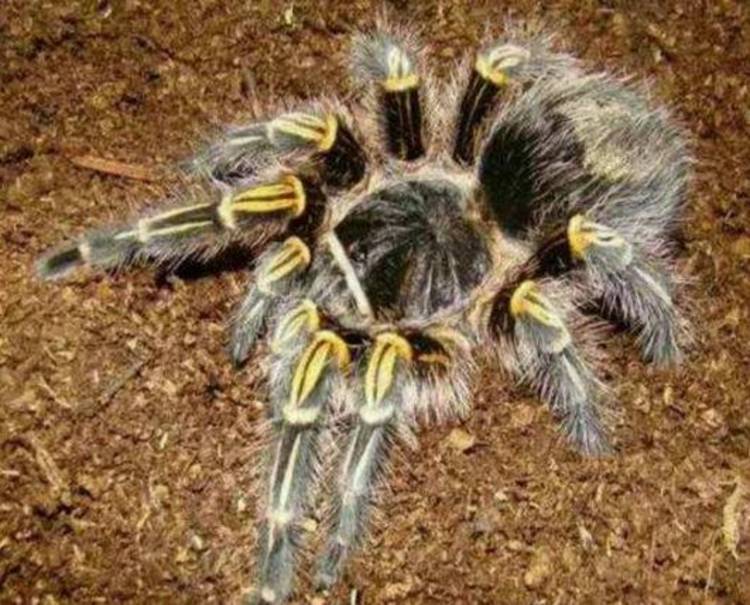 原创地球上10大巨型蜘蛛巨人蜘蛛性格凶猛骆驼蜘蛛攻击力超强