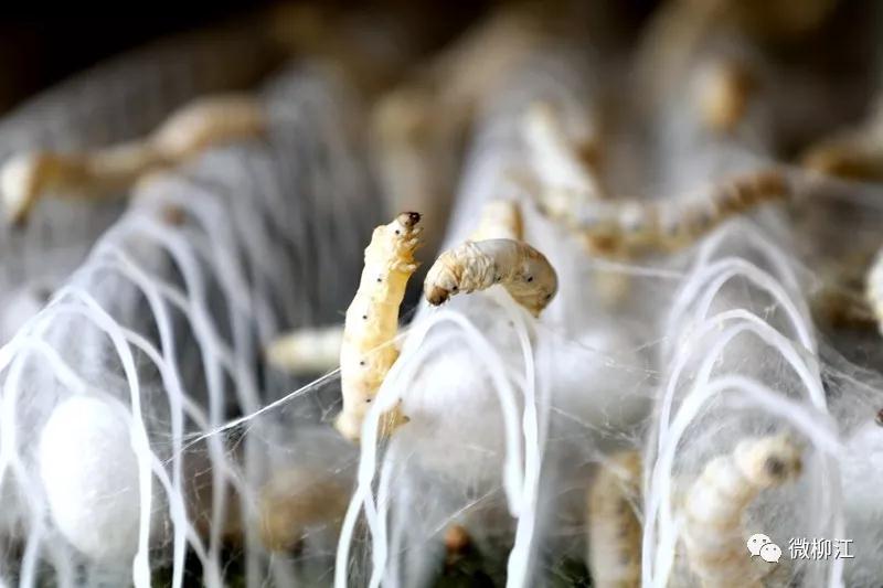 里,到处是竜窣作响的"沙沙"声,一身肥糯糯,白花花的秋蚕们蠕蠕爬动,争