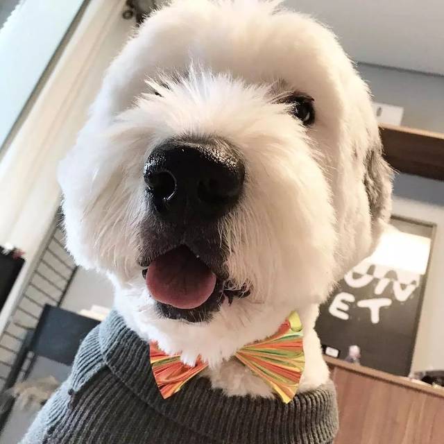 吸狗这件事,我永远第一时间赶到现场!_造型