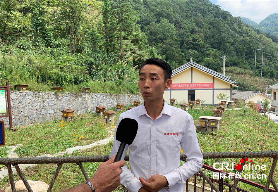 五峰农联惠民合作社带头人周家红接受记者采访国际在线报道(记者许多