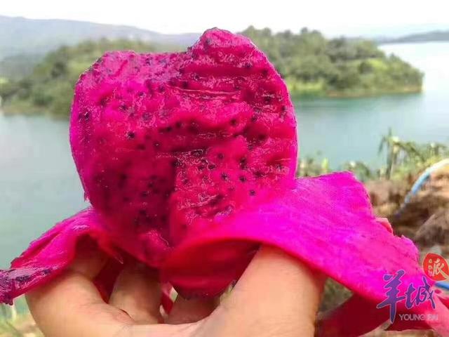 图/余燕红红尿有时也不必惊慌,或是红肉火龙果惹的祸那如果尿血时伴有