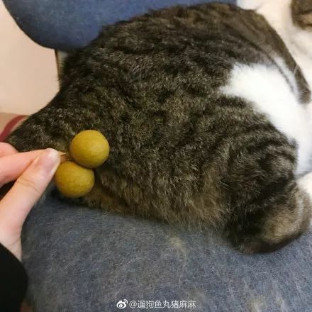 如何假装自己有蛋蛋猫我太难了