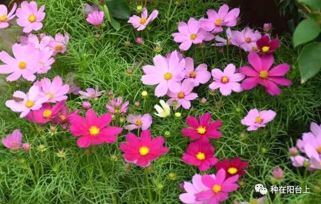 其中比如一串红,百日草,鸡冠花,凤仙花,紫茉莉,波斯菊等