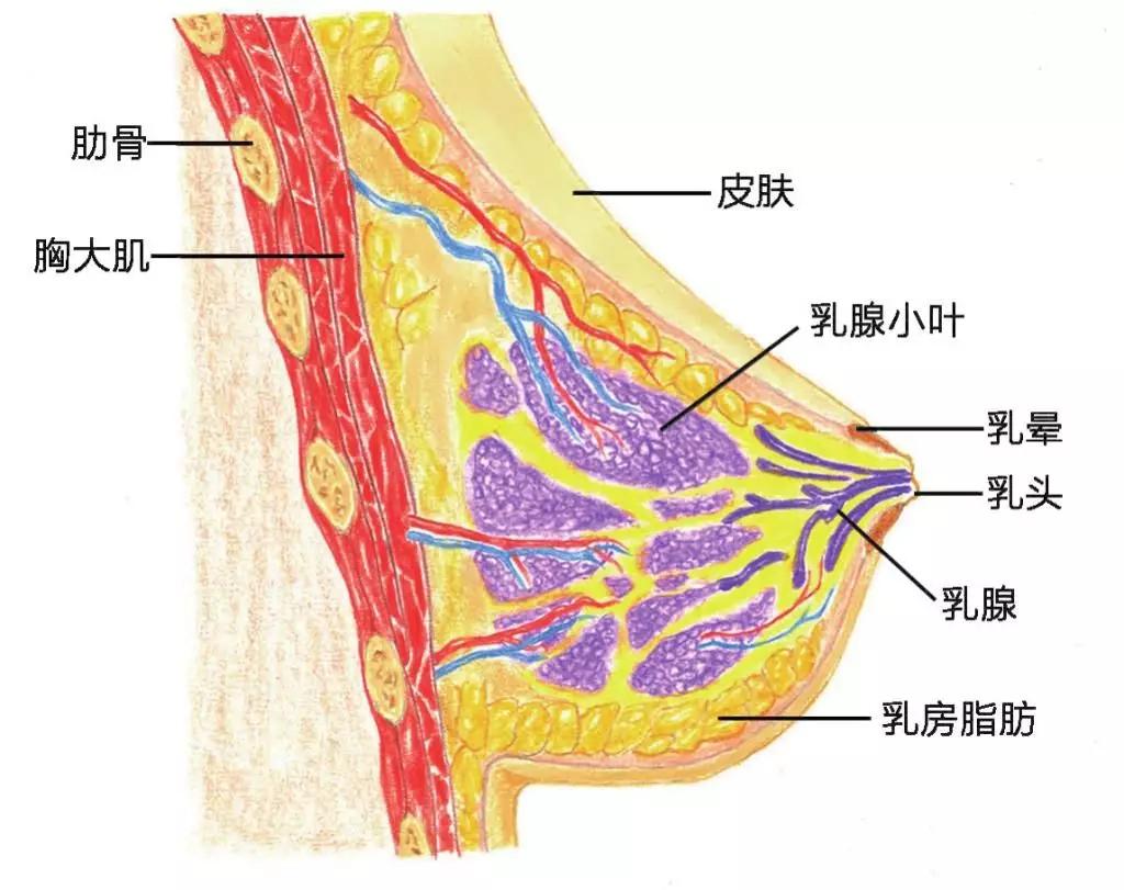 中國女性多為脂肪少,腺體多的緻密性乳腺.