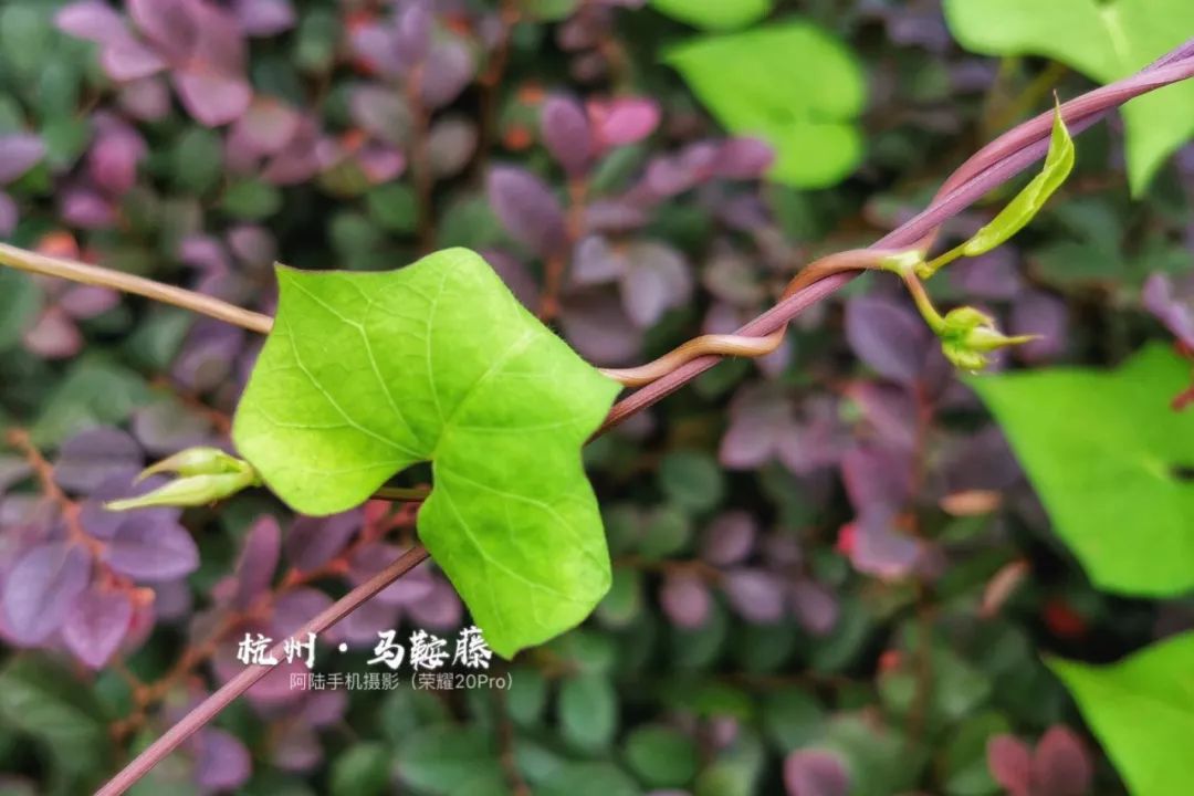 马鞍藤又叫厚藤,因为其表面上有一层很厚的革质,可以避免水分的散失