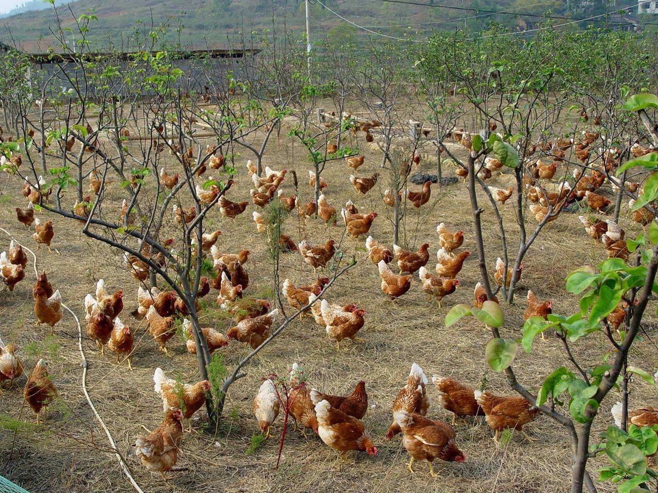 全国特色育成鸡养殖示范基地临沂四维畜禽有限公司