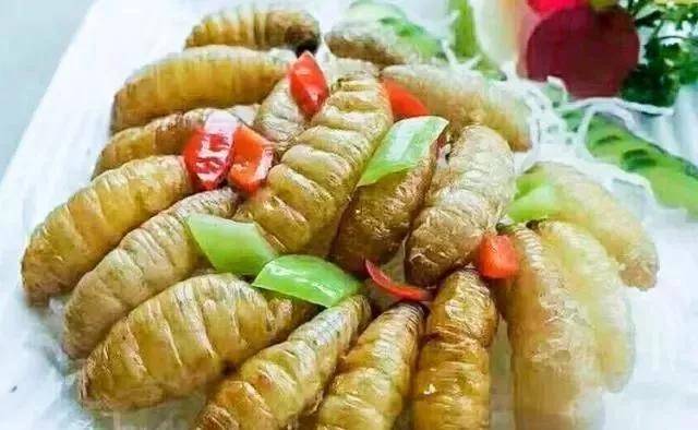 这种吃竹子的害虫儿童的玩具和成人的美食对祛风除湿有奇效