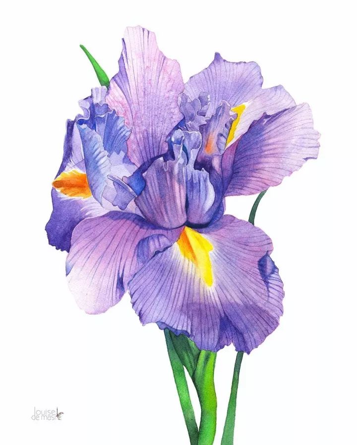 叶子颜色先浅后深层层推进,层层晕染水彩很美画出来更美满满的干货