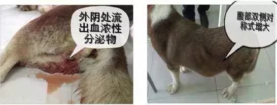 狗狗子宫剖开全是脓家有女宝别忽略这个