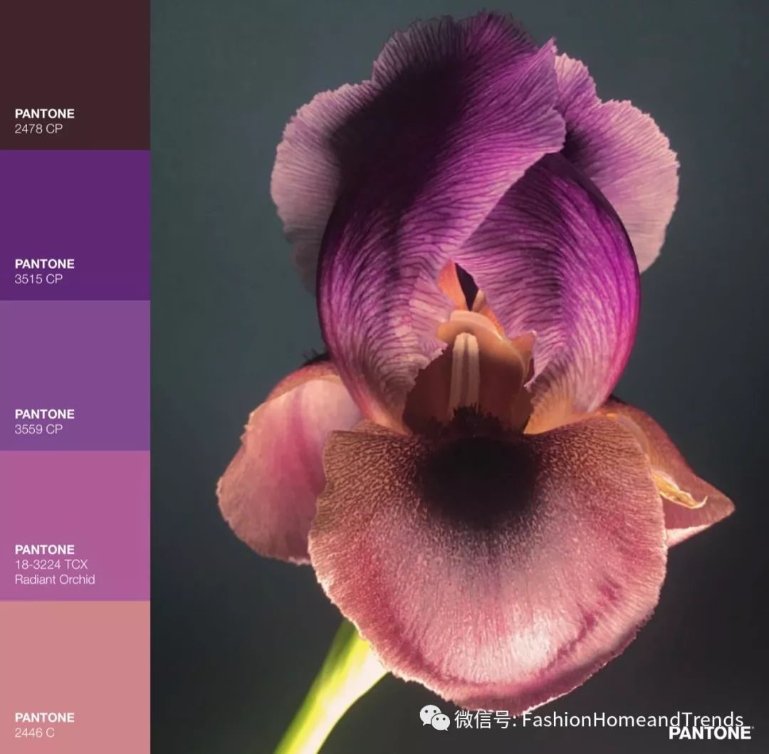 最新流行的大红大紫也能让空间温婉宜人fashion色彩