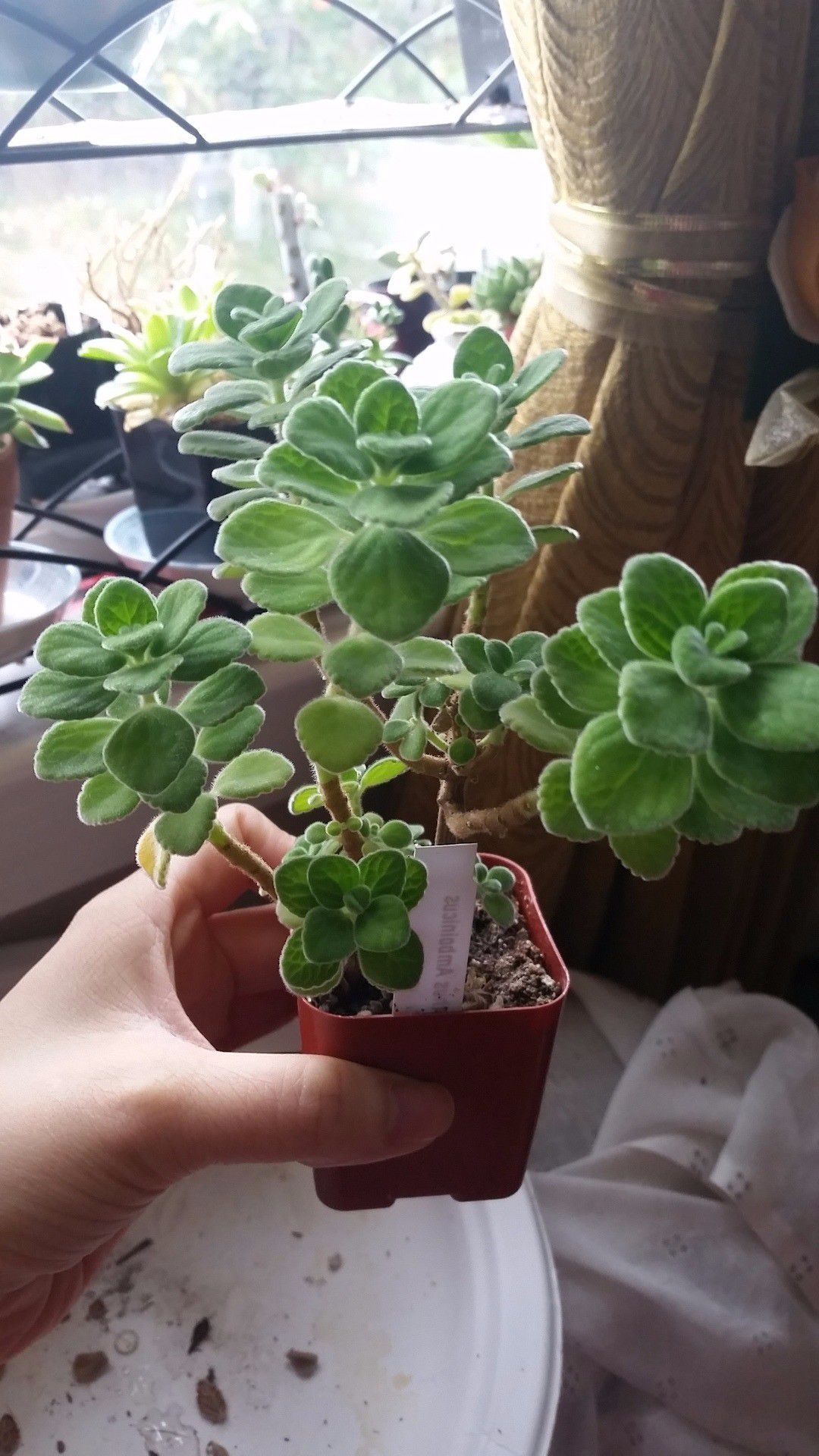 原创让人心疼又烦恼的碰碰香盆栽繁殖简单但我却不想养太多