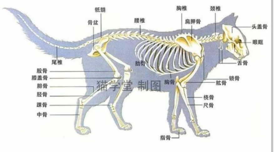 猫爪子结构图图片