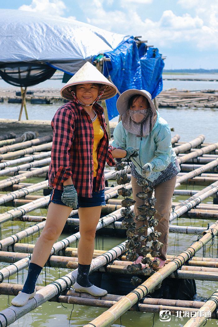 揭秘北海生蚝养殖基地!