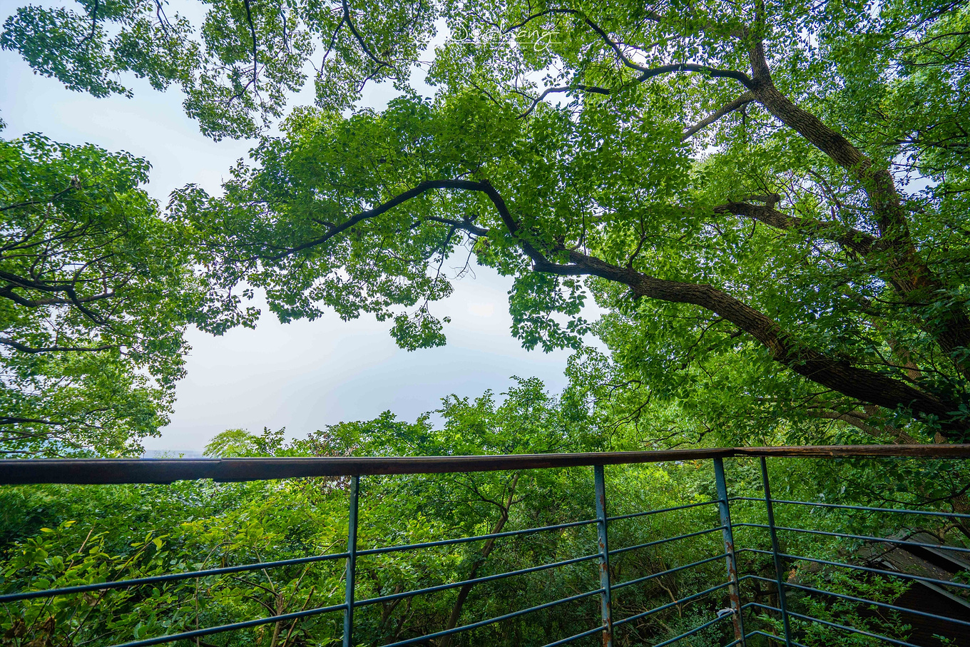 跟著狼爪x松贊#守護香巴拉#探秘佘山國家森林公園_山頂