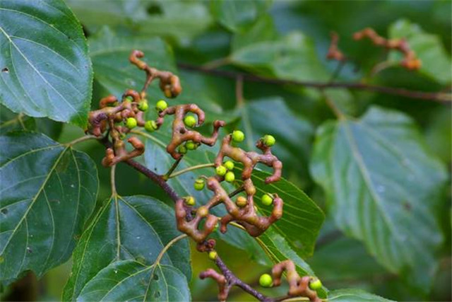 这种长相极丑的果子叫万寿果,有祛风通经络,降血压之效!_功效