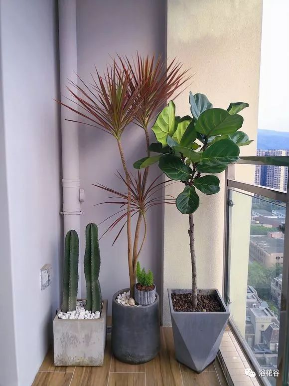 千年木用深盆还是浅盆