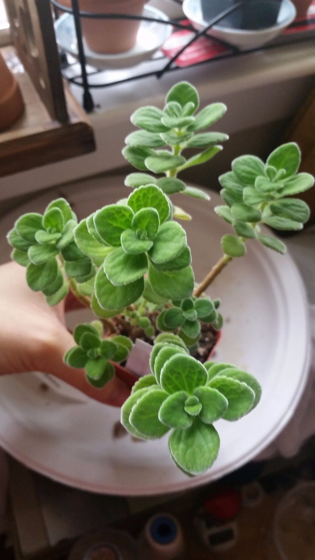 原创让人心疼又烦恼的碰碰香盆栽繁殖简单但我却不想养太多