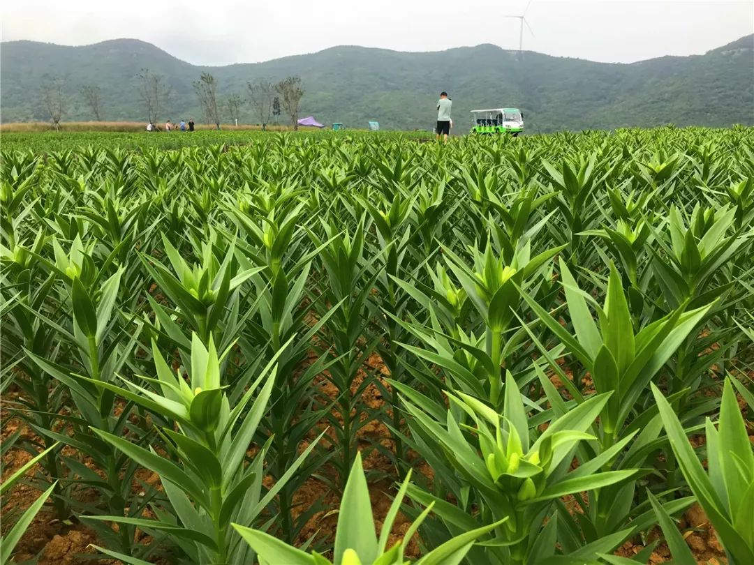 郁金香高地百合花海即将呈现!-搜狐大视野-搜狐新闻