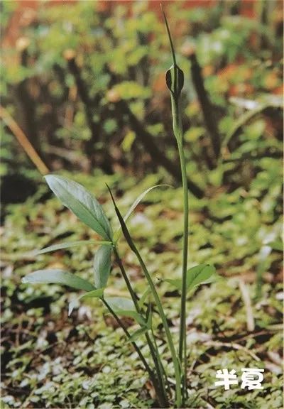 云南白药植物叶子功效图片