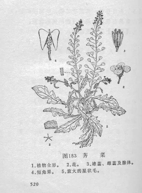 【缬草】正读为"鞋草",易误为"结草".