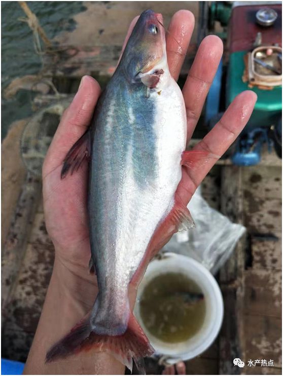 转折点巴沙鱼上市适逢越南巴沙进口受限国内巴沙鱼会迎来价格大爆发吗