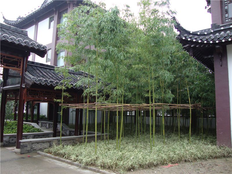 园艺嘉年华专类园之大禹竹园竹子的新表现手法请看这里