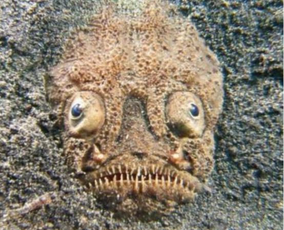 怪鱼被海浪冲上沙滩,没有着急回海,反而在沙滩上漫步-搜狐大视野-搜狐