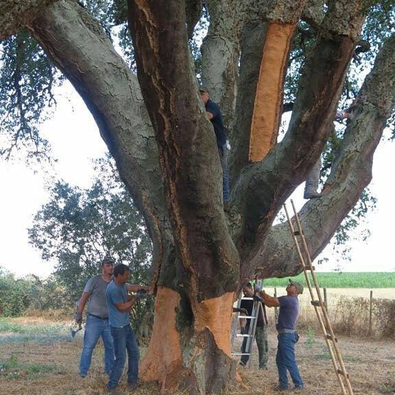 葡萄牙的国宝栓皮栎除了可以作为软木材料还有什么作为