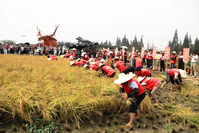 拔河比賽遊客在一旁激動地喊著加油摜稻比賽大家也都很賣力摸魚比賽都