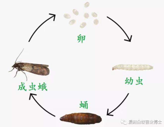 鳞翅目变态类型图片