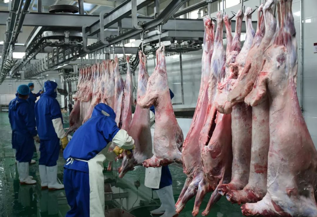 业年产20万只肉羊屠宰加工生产线,通过精深加工提升当地特色羊肉品质