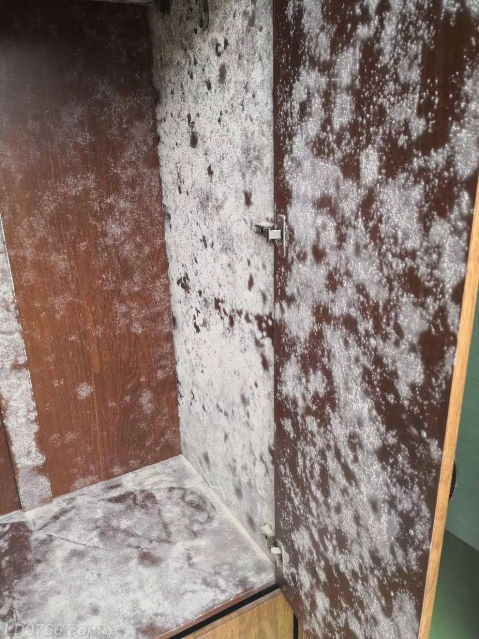 惊罗定网友家的衣柜里面竟白茫茫一片长满了