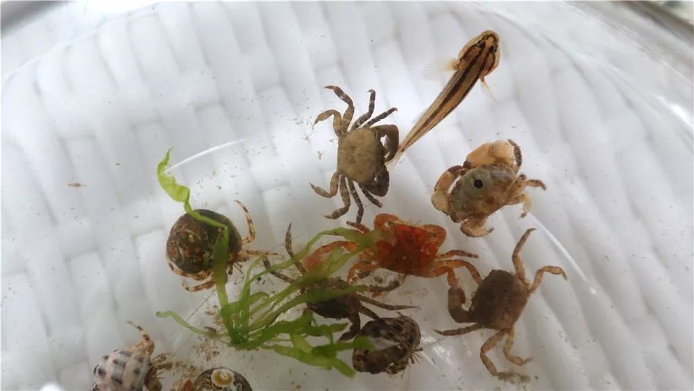 实拍赶海捉到神秘生物很多青岛人都不认识