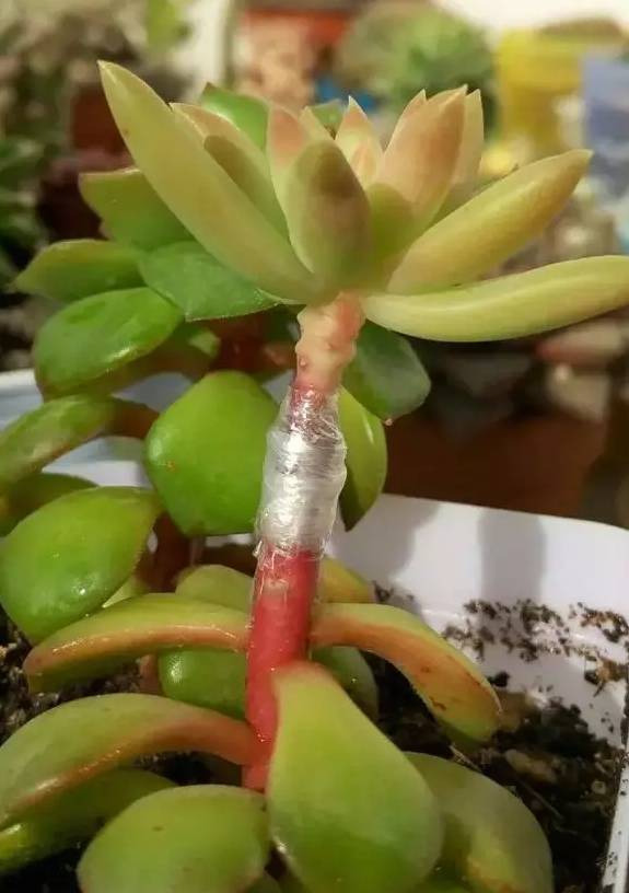 多肉嫁接实用帖赶快分享给小伙伴们吧