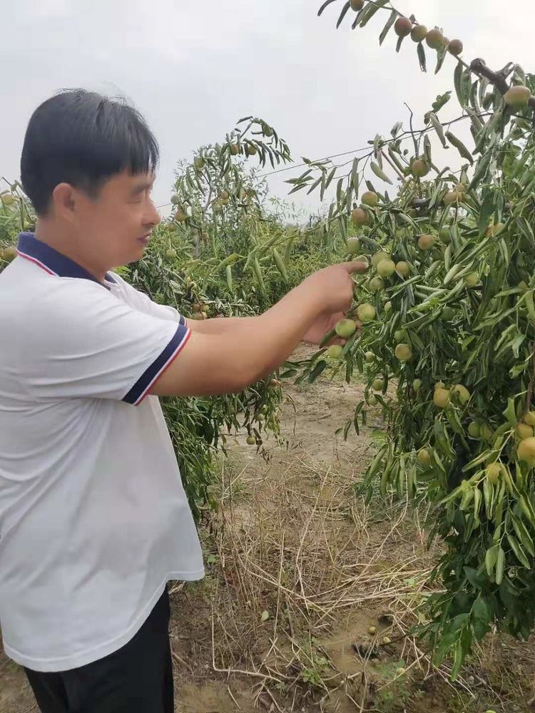 在267省道沿線紅豆,朱家圩,朝陽,徐營村栽植冬棗3000畝,形成冬棗走廊