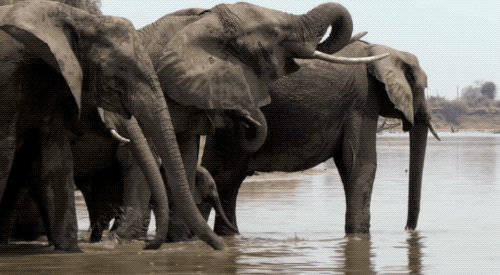 大象饮水的祖坟图片图片