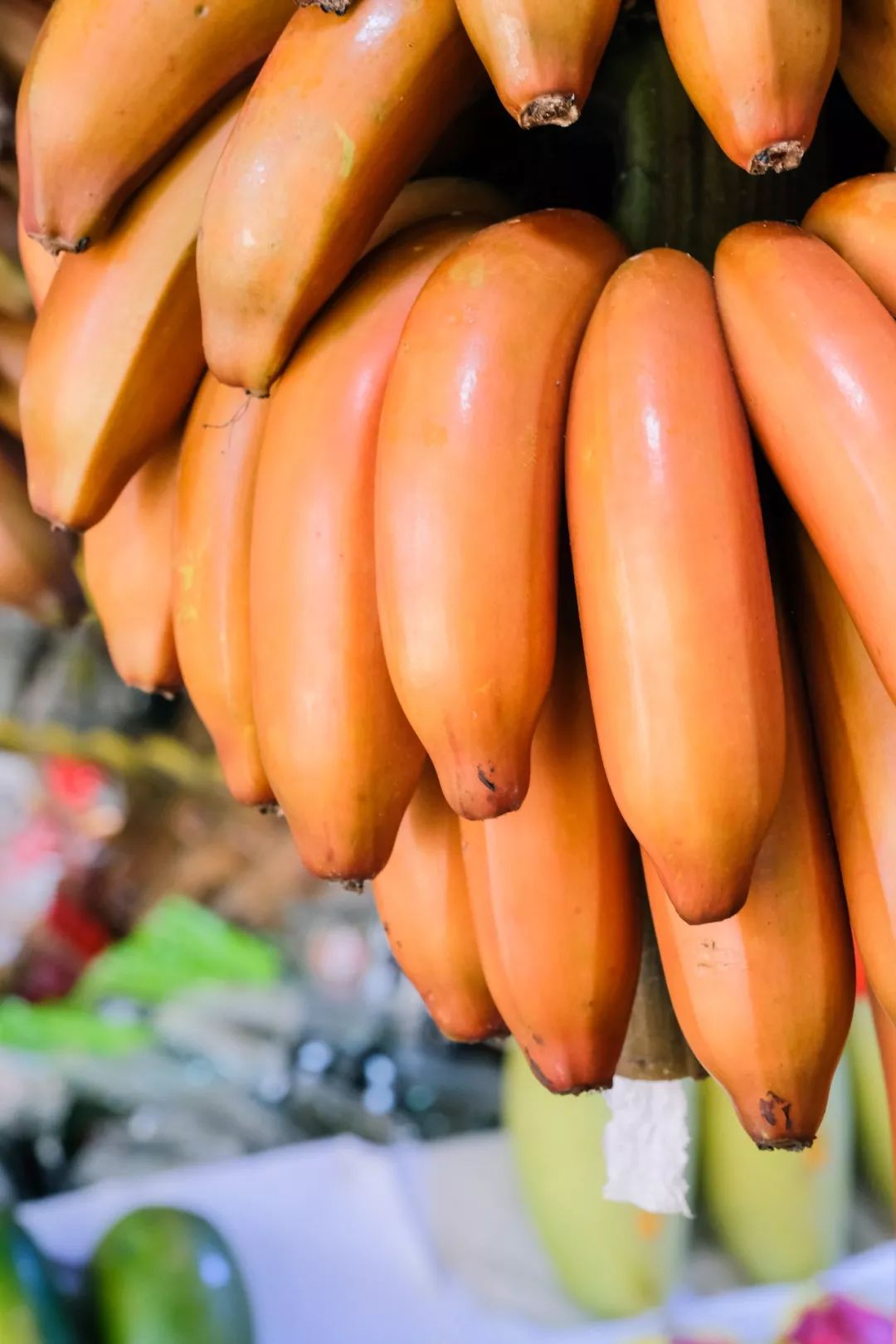 南沙特产的这种蕉等15个月才能吃上