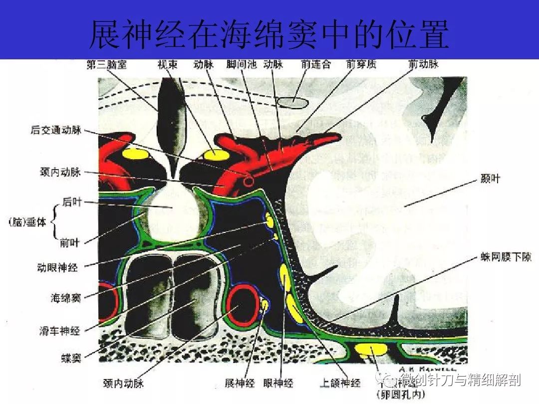 十二對顱神經解剖詳解