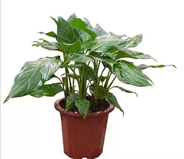 1种植物叶子秀美四季青翠摆放在室内美观又大方