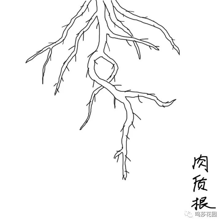 直根系植物简笔画图片