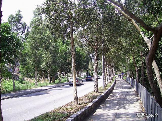 城市道路绿化中行道树种植设计形式_人行道