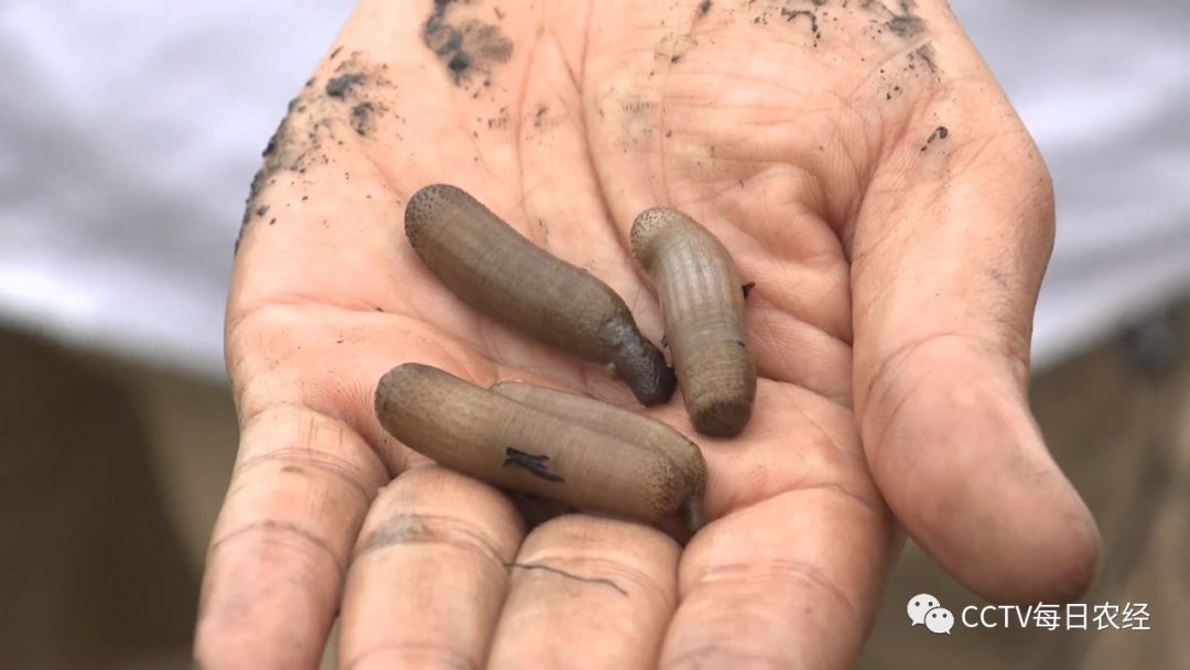 国庆畅游廉江一定不能错过这道人间风味美食