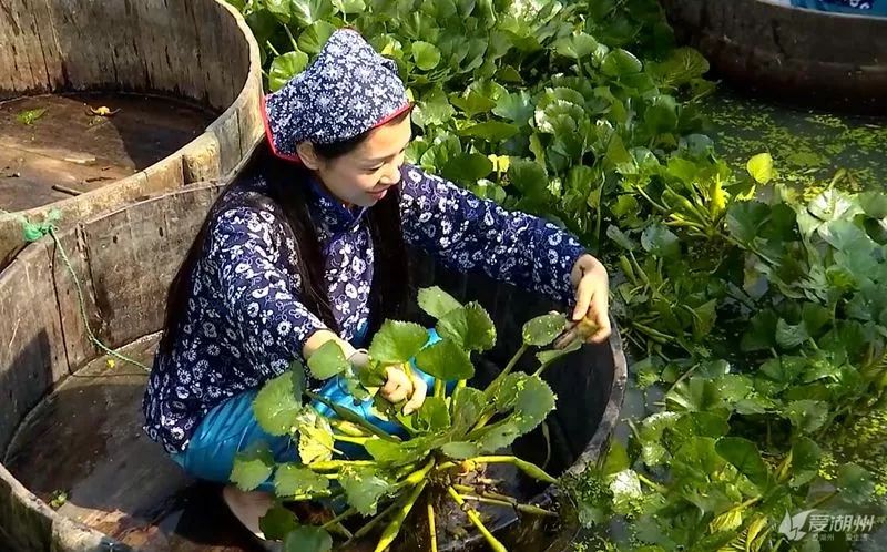 又到丰收季采菱正当时