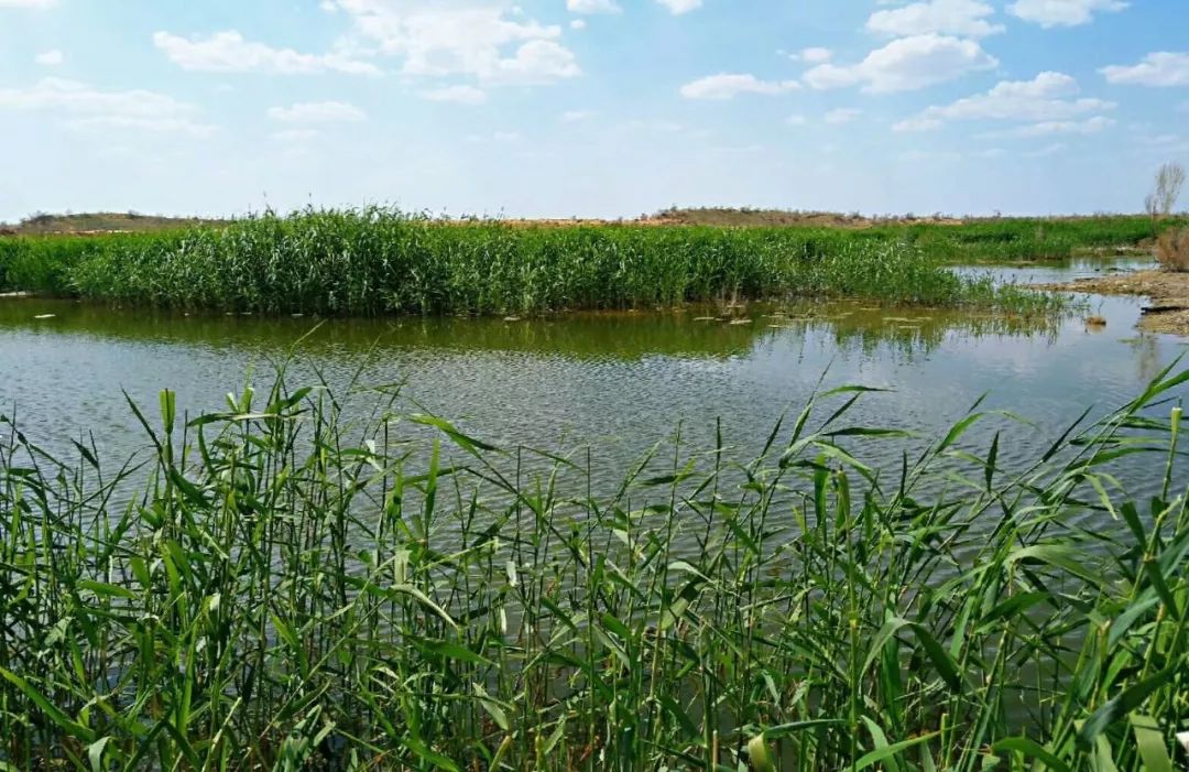 新疆新培野 探享俱乐部一步一景的沙漠绿洲之旅